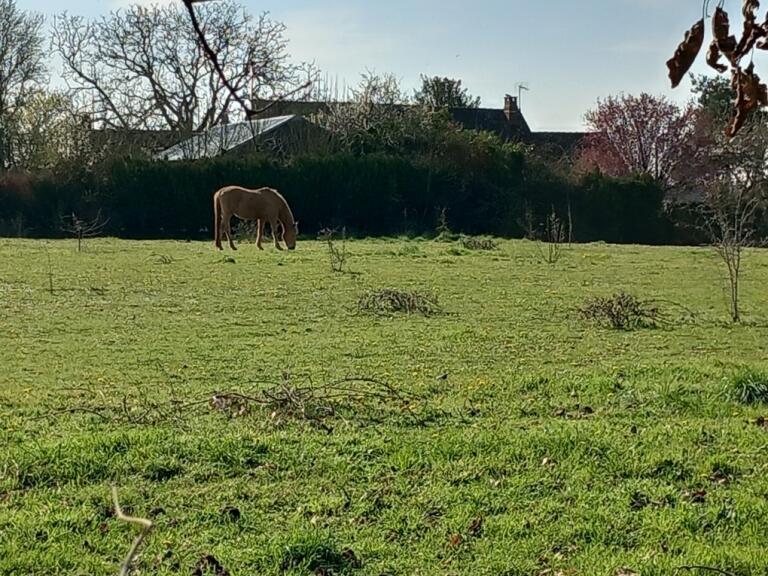 Ancienne ferme - Photo 2 - Maillebois